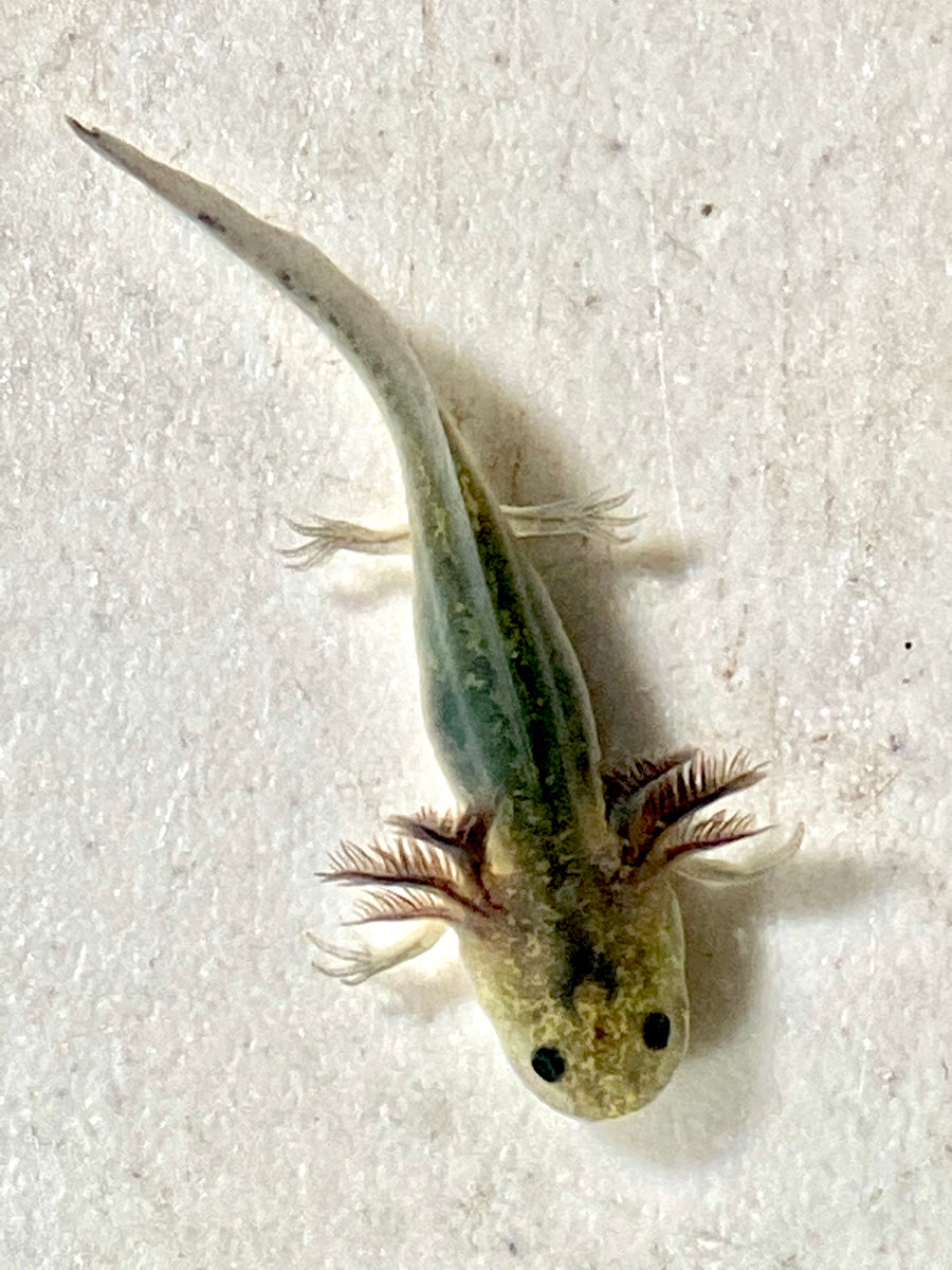 There is something new on the website! The 2.5” Lil' Lizard is a