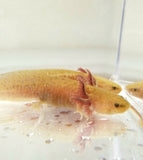 Ivy's Choice Bronzed Copper Axolotl baby with Fluffy Gills! (3.5-4.5 inches) LIMITED STOCK!