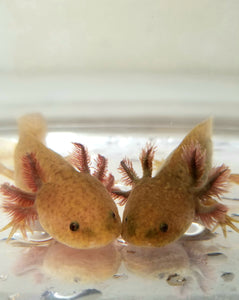 Ivy's Choice Bronzed Copper Axolotl baby with Fluffy Gills! (3.5-4.5 inches) LIMITED STOCK!