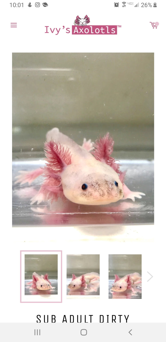 Axolotl Gifts & Merchandise – Ivy's Axolotls - Quality Pet