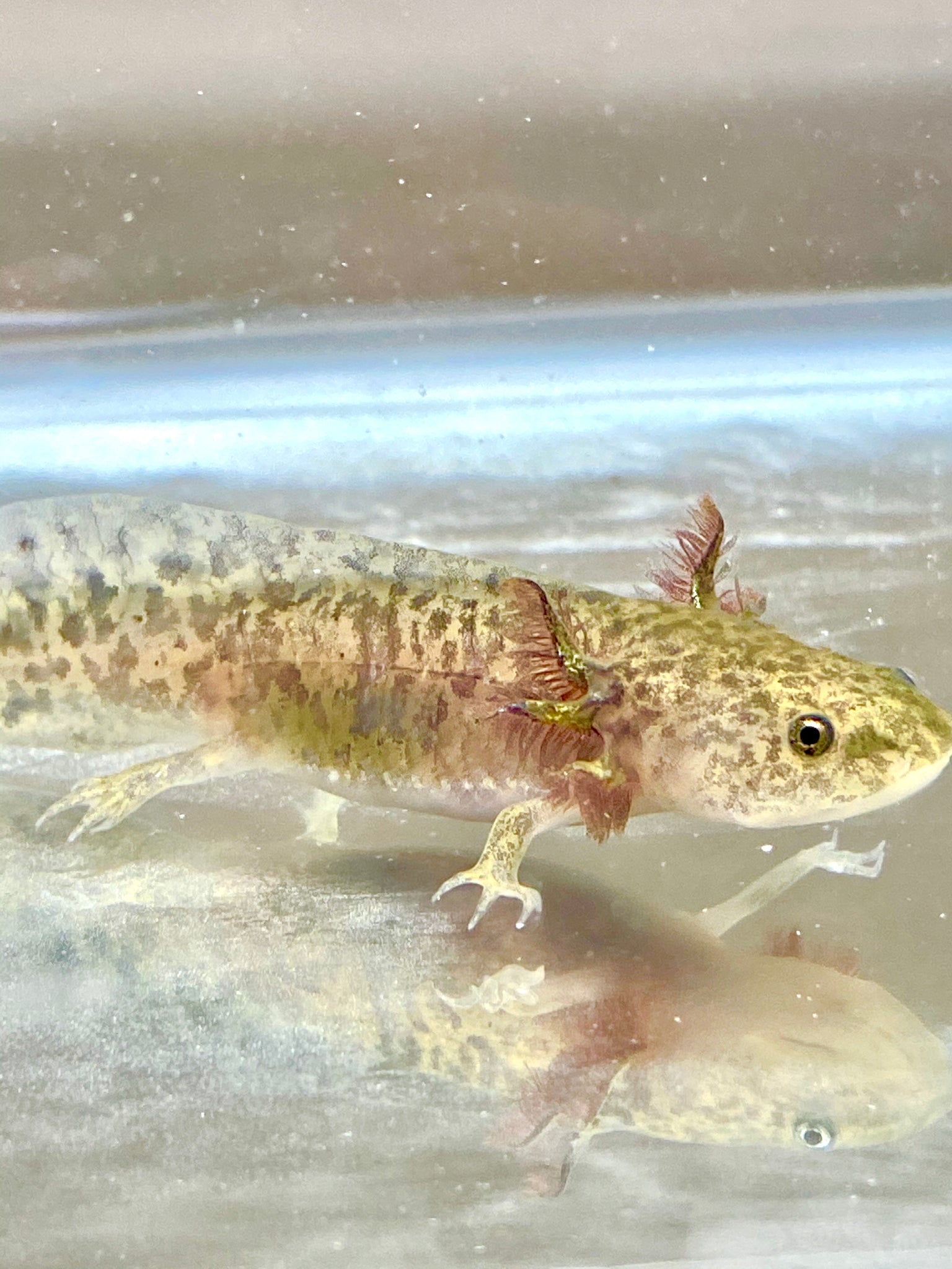 Wild Type Axolotl 1 Ivys Axolotls Quality Pet Axolotls Since 2018