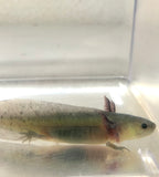 GFP Melanoid Axolotl #1