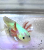 Ivy's Choice Highlight GFP Lucy with Fluffy Gills! (2.5-4 inches) LIMITED STOCK!