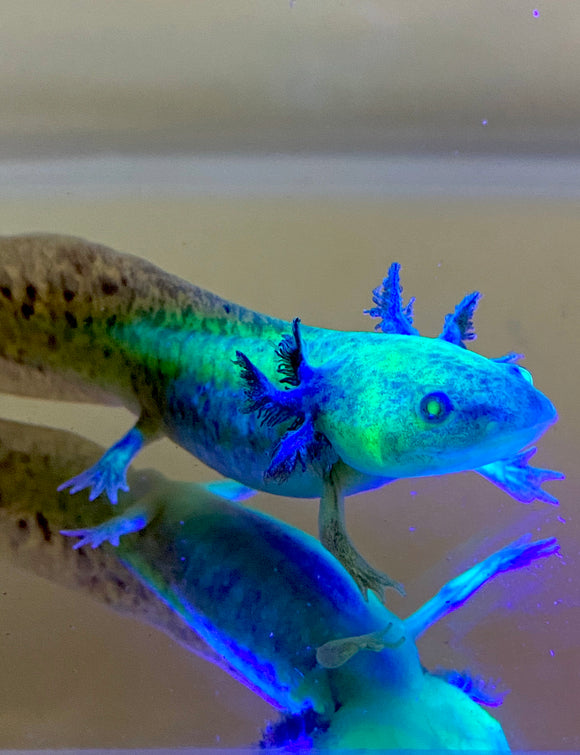 Highlight Spotted GFP Wild Type Sub Adult #1