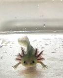 GFP Melanoid Axolotl #5