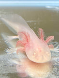 White Albino with Shiny Gills #1 (RARE)