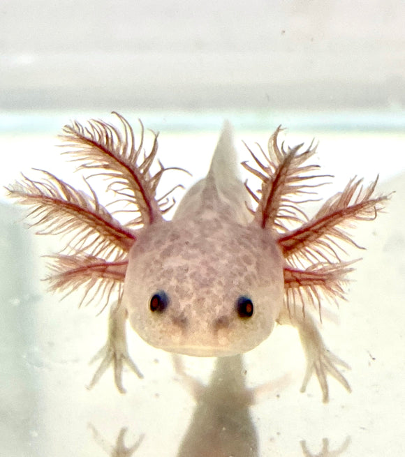 Axolotl Gifts & Merchandise – Ivy's Axolotls - Quality Pet