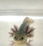 GFP Melanoid Axolotl #1