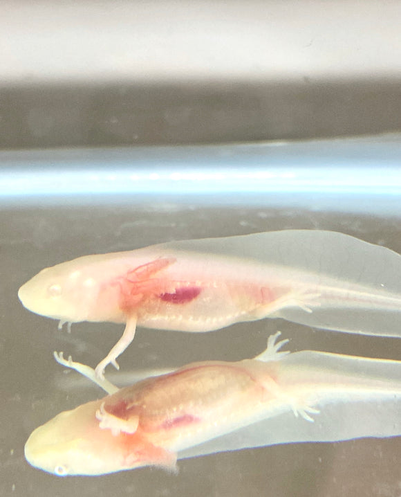 White Albino baby #7