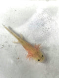 Dirty Lucy/Leucistic Gfp Axolotl #18