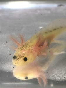 Freckled Lucy/Leucistic GFP Axolotl #11