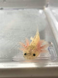 Dirty Lucy/Leucistic Gfp Axolotl #18