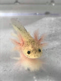 Dirty Lucy/Leucistic Gfp Axolotl #18