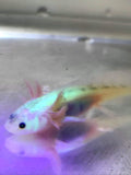 Freckled Lucy/Leucistic GFP Axolotl #11