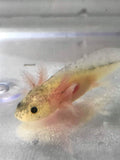 Dirty Lucy/Leucistic Gfp Axolotl #18