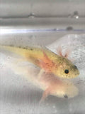 Dirty Lucy/Leucistic Gfp Axolotl #18