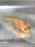 Freckled Lucy/Leucistic GFP Axolotl #11