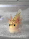 Dirty Lucy/Leucistic Gfp Axolotl #18