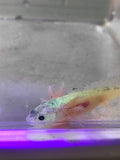 Dirty Lucy/Leucistic Gfp Axolotl #18