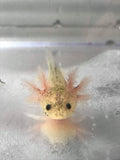 Dirty Lucy/Leucistic Gfp Axolotl #18