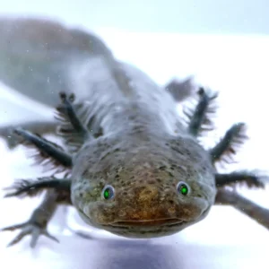 Super GFP Wild Female Axolotl, 9″