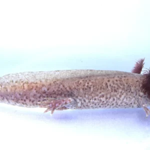 High Leopard Axanthic Copper Male Axolotl, 8.5″
