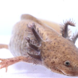 Light Spotted Copper Female Axolotl