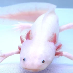 Copper Leucistic Axolotl Female, 8″