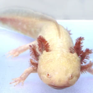 Golden Albino Axolotl Female, 9″