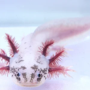 RLG Dirty Leucistic Axolotl Male, 8.5″