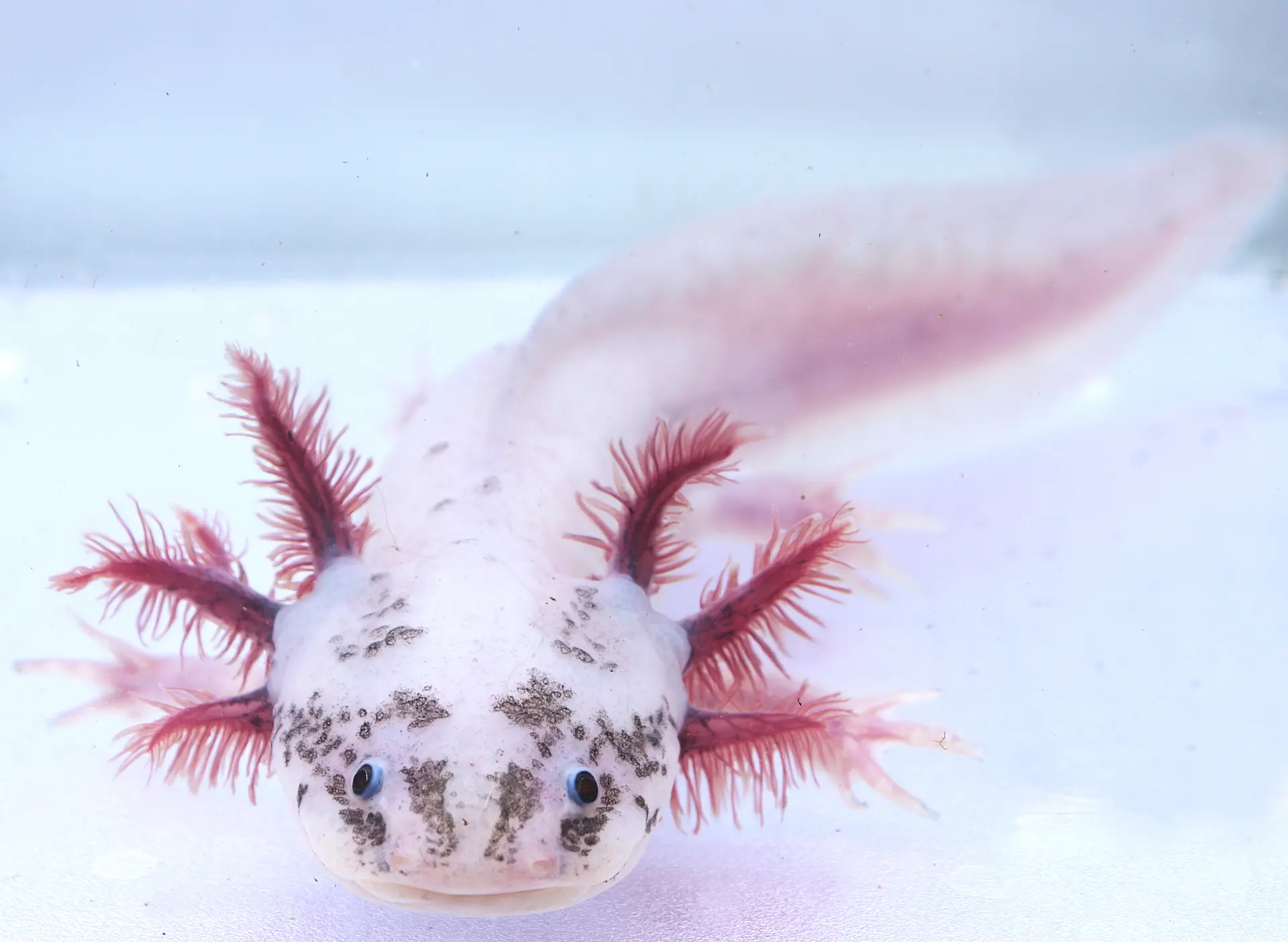 RLG Dirty Leucistic Axolotl Male, 8.5″