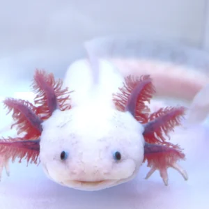 RLG Leucistic Axolotl Female, 9″
