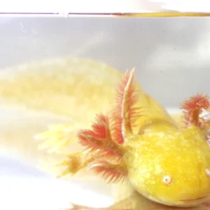 Sunburst GFP Golden Albino Axolotl, 7.5″