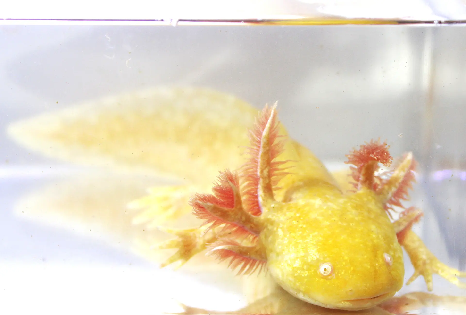 Sunburst GFP Golden Albino Axolotl, 7.5″