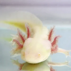 Scratch & Dent* GFP Axolotl, 6″