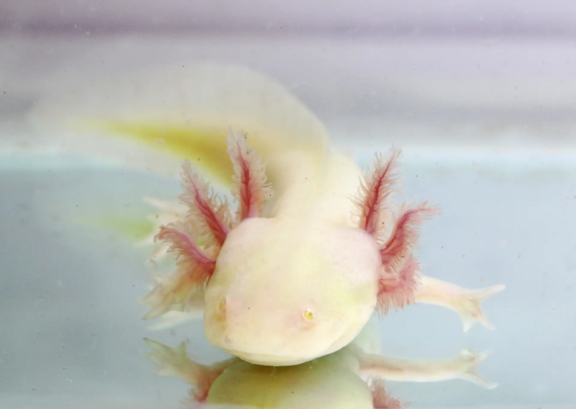 Scratch & Dent* GFP Axolotl, 6″
