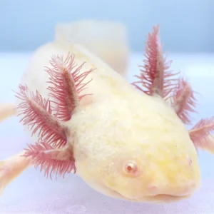 Light Golden Albino Axolotl Female, 7″
