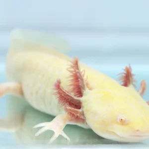 Golden Albino Female Axolotl, 7″