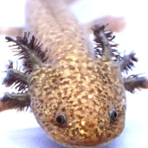 SUPER High Iridophore/High Leopard Copper Male Axolotl, 9″