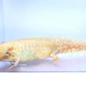 High Iridophore Golden Albino Axolotl Female, 8.5″