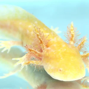 High White/High Iridophore Golden Albino Axolotl, 4″
