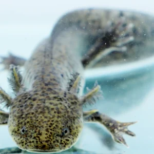 High Leopard/Subtle Starburst Wild Axolotl, 7″