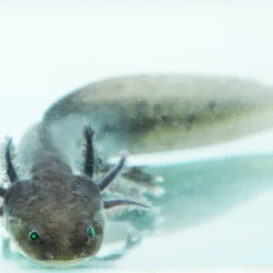 Scratch & Dent* GFP Lavender Melanoid Male Axolotl, 6.5″