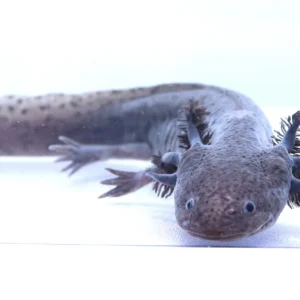 Spotted Lavender Melanoid Female Axolotl, 8.5″