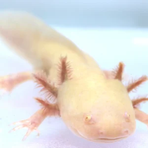 Golden Albino Axolotl Male, 8″