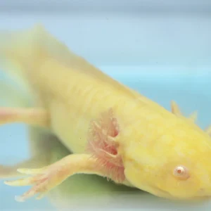 Golden Albino Male Axolotl, 7″