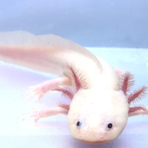 Leucistic Axolotl Male, 9.5″