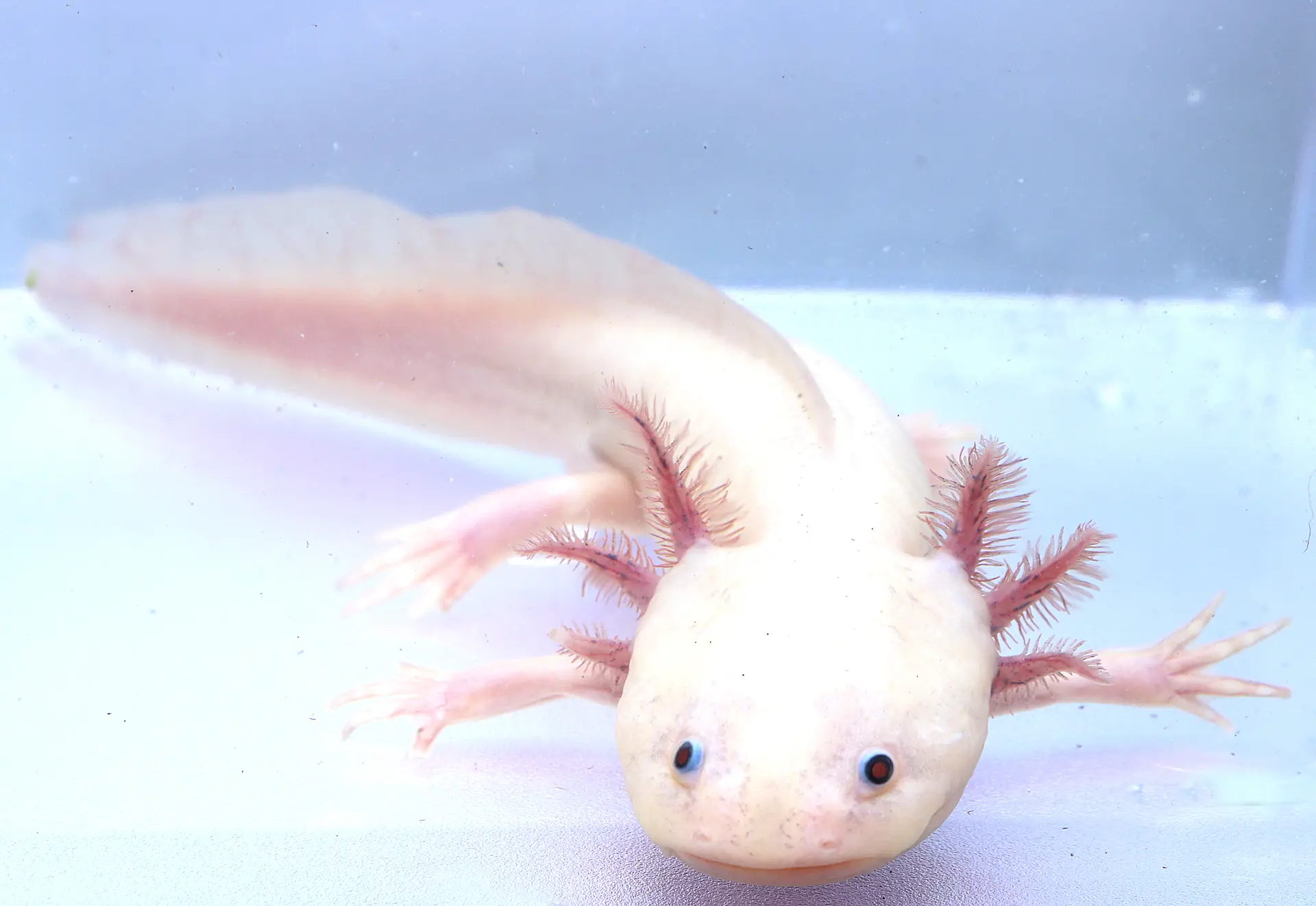 Leucistic Axolotl Male, 9.5″