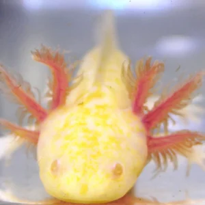 Popcorn Melanoid Albino Axolotl, 3.5″