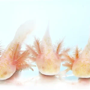 NEW! Fluffy-Gill Popcorn Melanoid Albino Axolotl,3-4 in RLG (Really Long Gills)